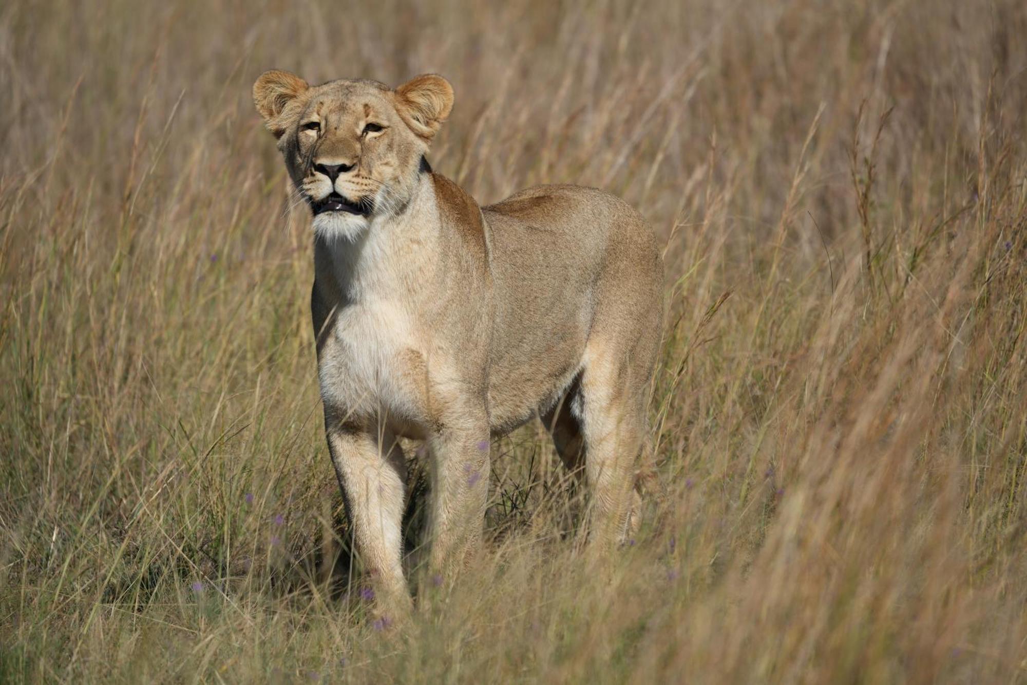 Shibula Safari Lodge Welgevonden Game Reserve Eksteriør billede