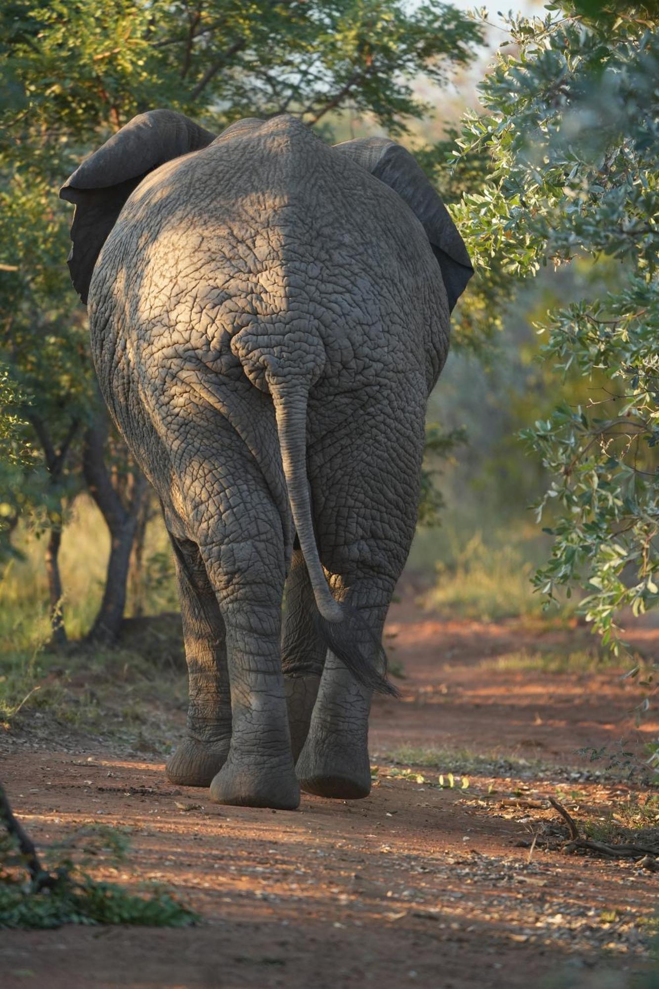 Shibula Safari Lodge Welgevonden Game Reserve Eksteriør billede