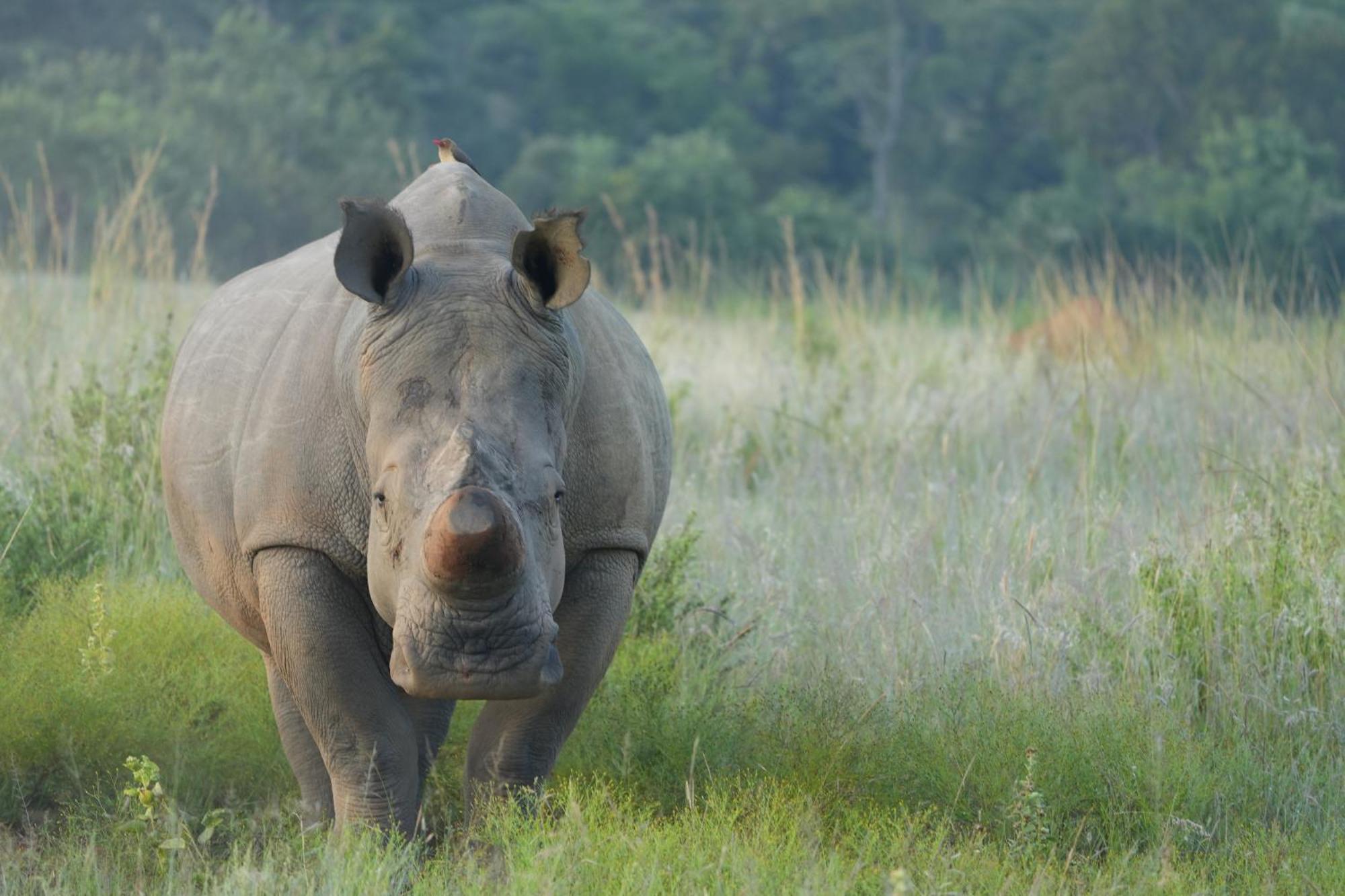 Shibula Safari Lodge Welgevonden Game Reserve Eksteriør billede
