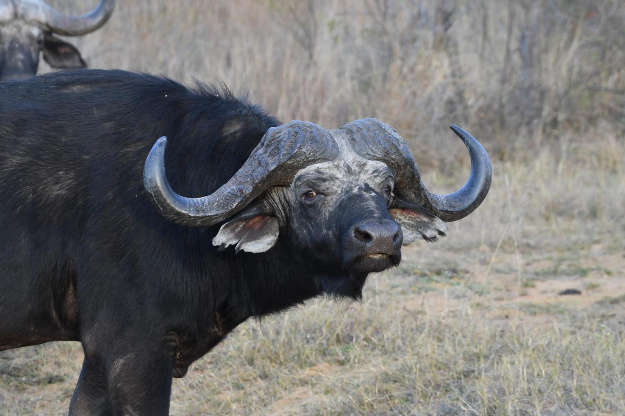 Shibula Safari Lodge Welgevonden Game Reserve Eksteriør billede