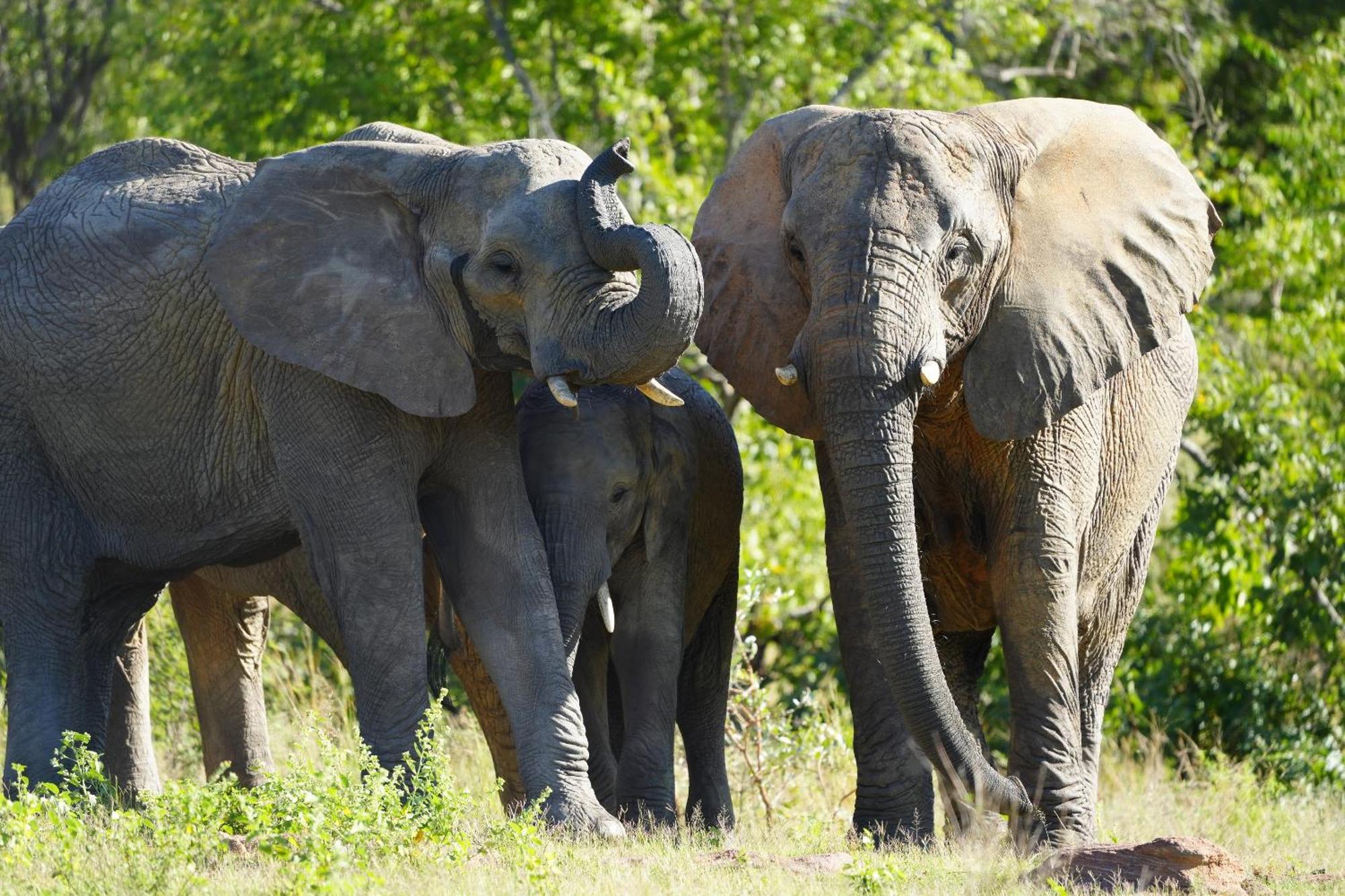 Shibula Safari Lodge Welgevonden Game Reserve Eksteriør billede