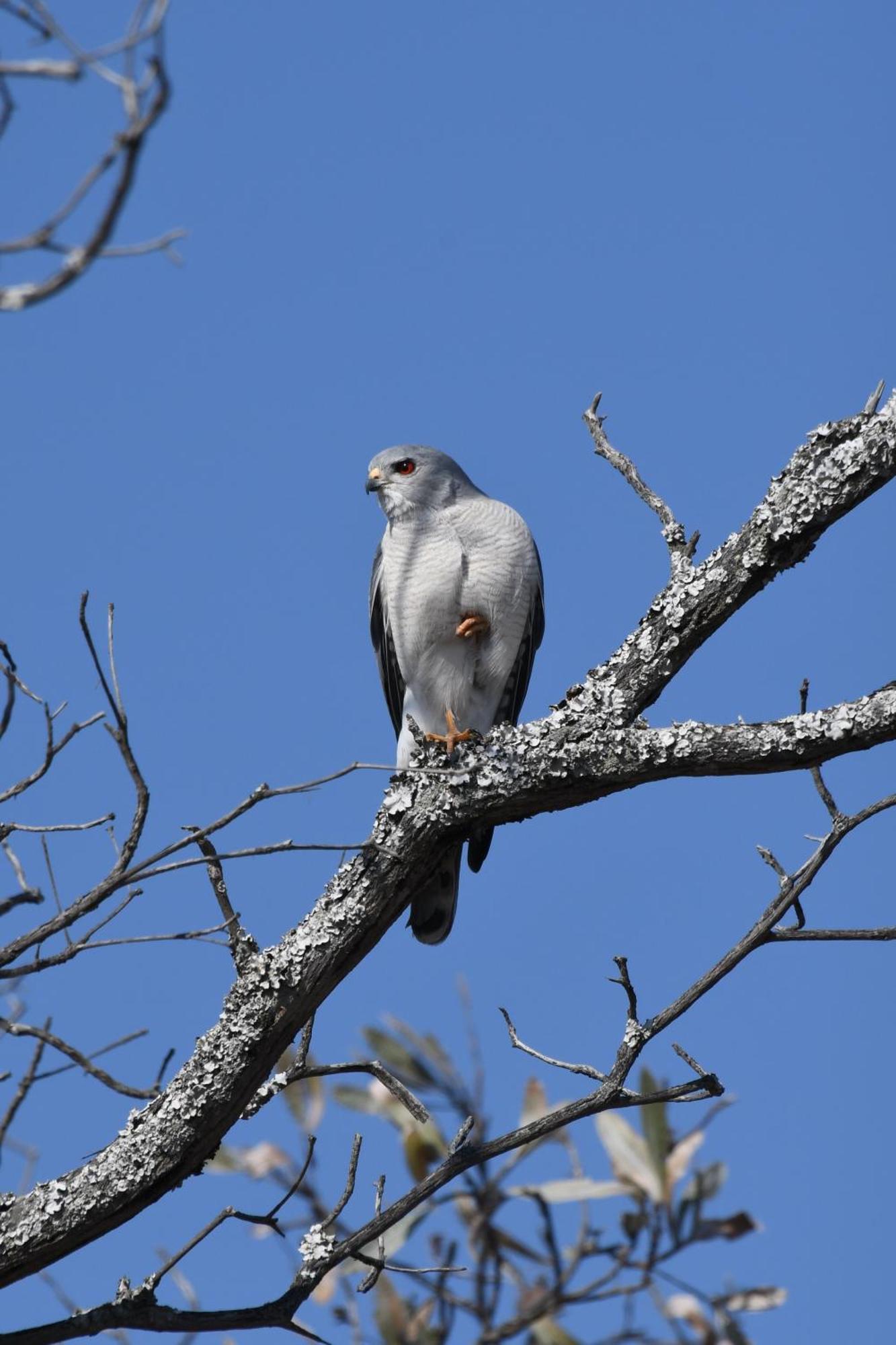 Shibula Safari Lodge Welgevonden Game Reserve Eksteriør billede