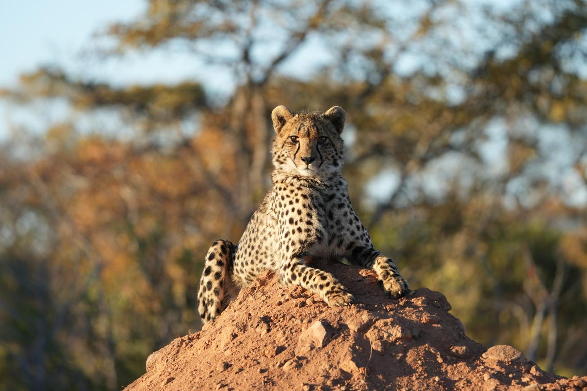 Shibula Safari Lodge Welgevonden Game Reserve Eksteriør billede