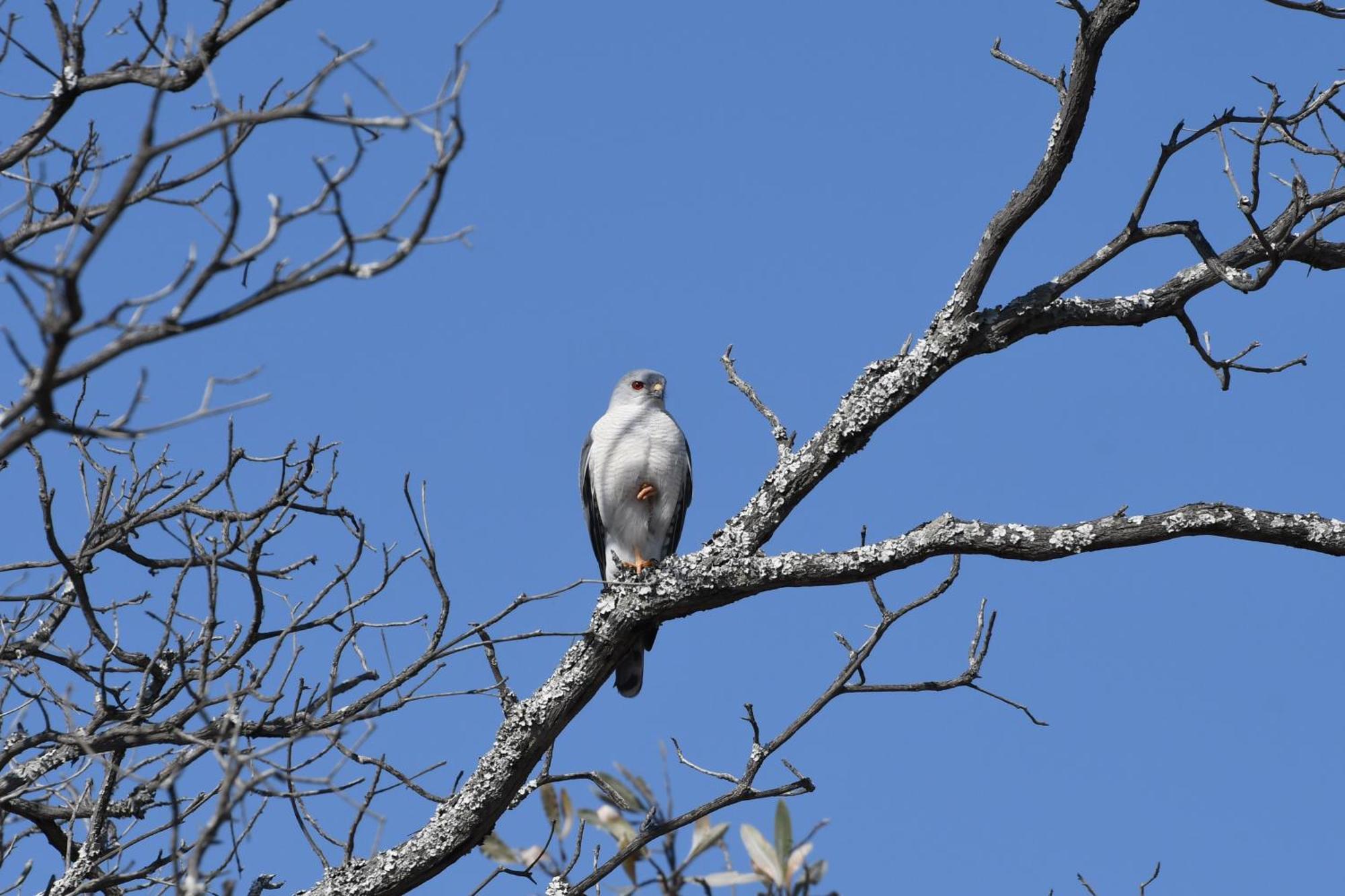 Shibula Safari Lodge Welgevonden Game Reserve Eksteriør billede